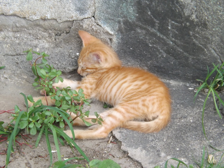 Amador kitten