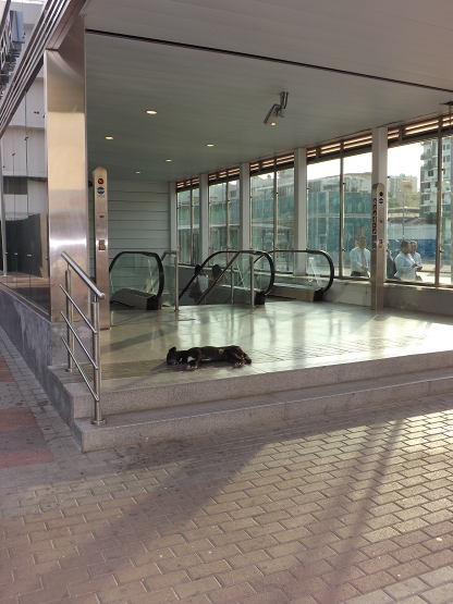 Metro dog