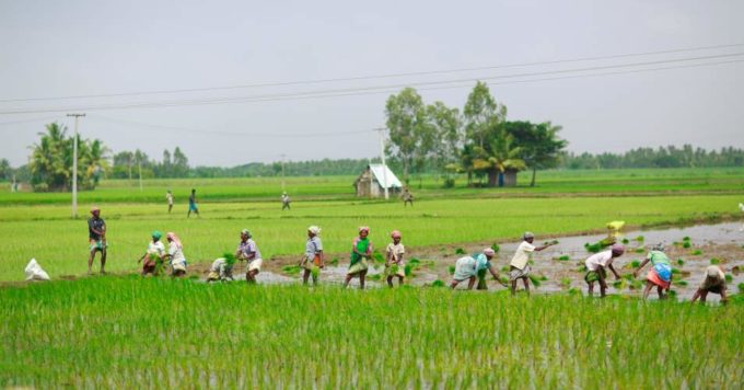 India farmers