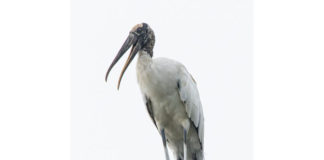 stork small