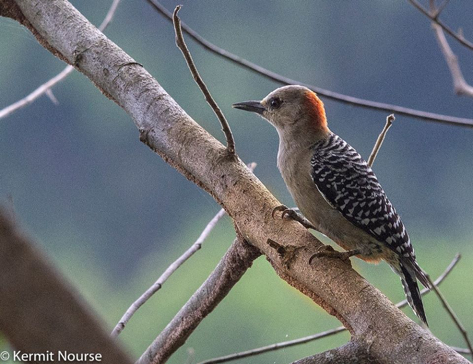 red-crowned woodpecker