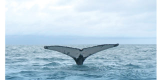 blue whale sounding