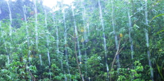 rain in Cocle