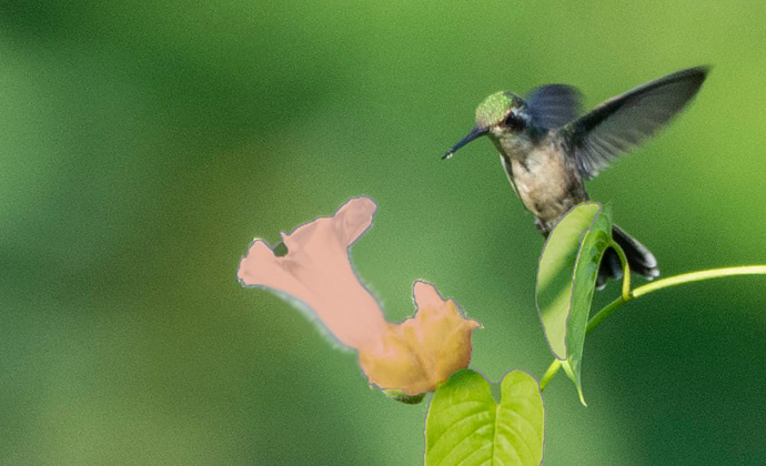 hummingbird