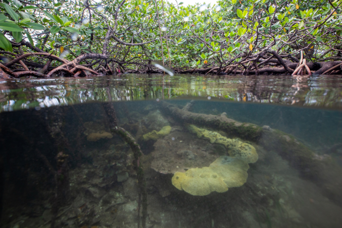corals in mangroves