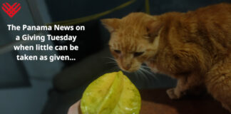 cat's don't eat star apples
